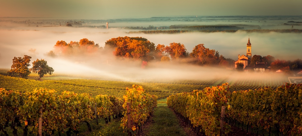   Sunset landscape bordeaux wineyard 