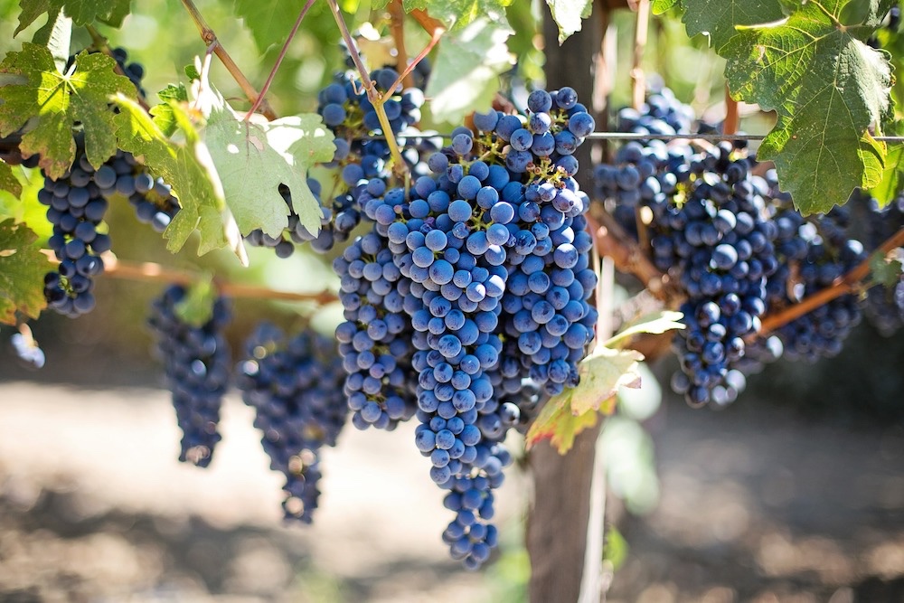  Pinot Noir Grapes 