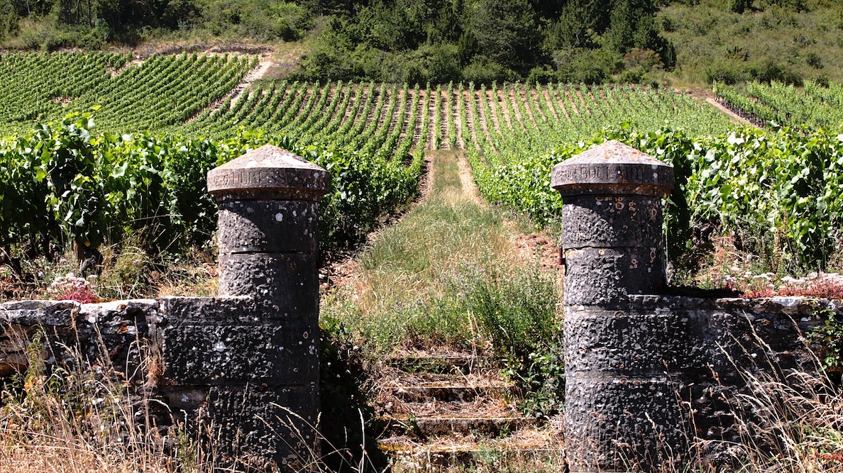  Burgundy Vineyard 