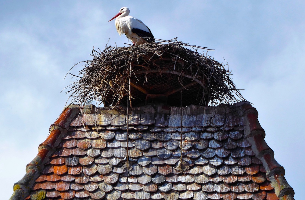  Storks nest on Roof in Alsace 