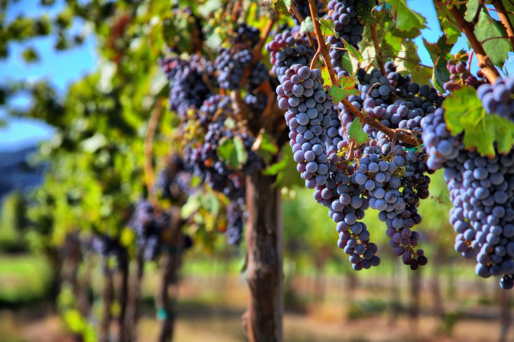  Pinot- Noir Grapes used for Champagne 