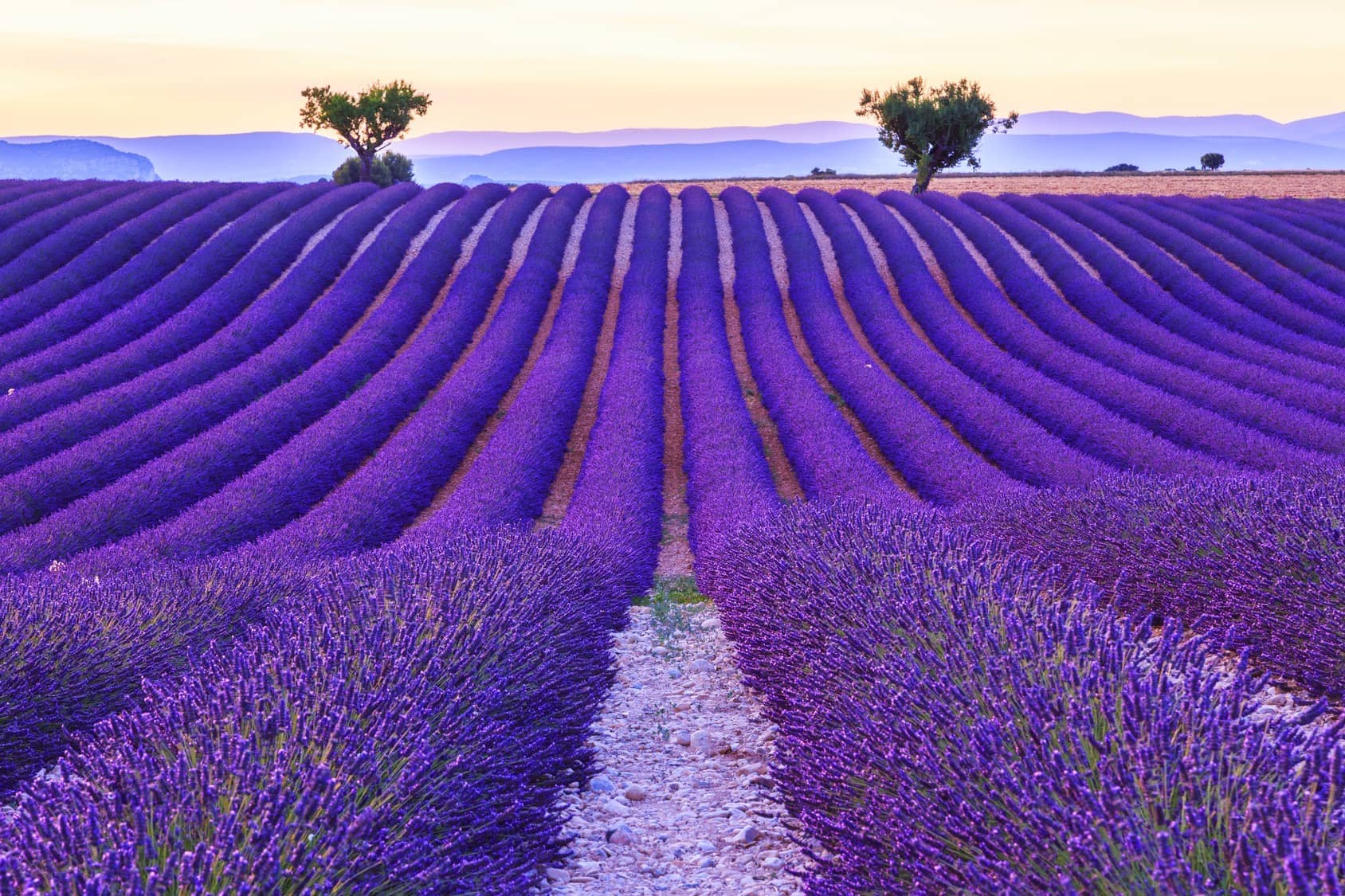 French Lavender Fields