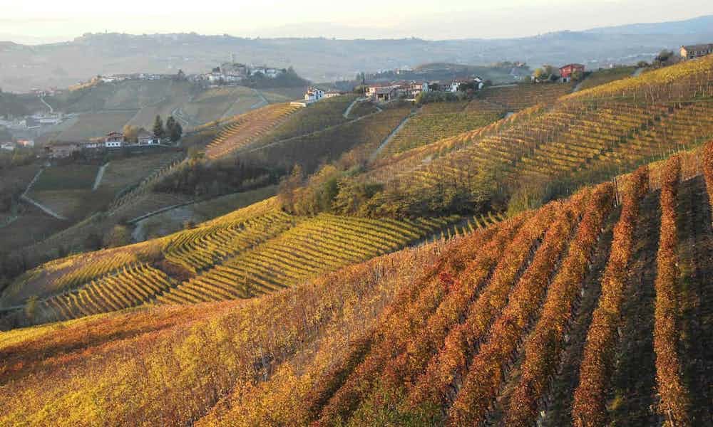  Barolo vineyards, Serralunga, Piedmont 